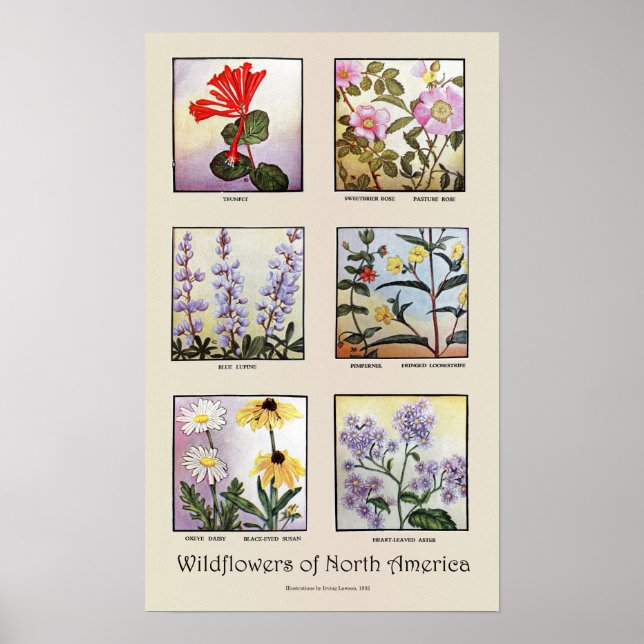 Wildblumen Nordamerikas [B] Poster (Vorne)