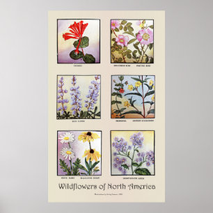 Wildblumen Nordamerikas [B] Poster