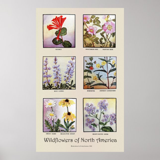 Wildblumen Nordamerikas [B] Poster (Vorne)