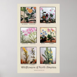 Wildblumen Nordamerikas [C] Poster