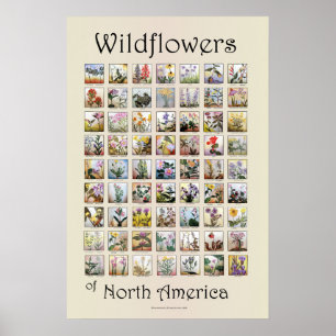 Wildblumen Nordamerikas Poster