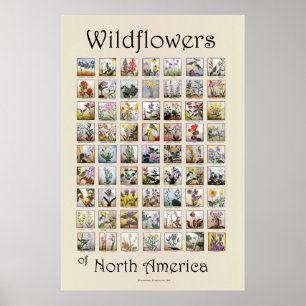 Wildblumen Nordamerikas Poster