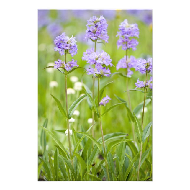 Wildblumen Penstemon Fotodruck (Vorne)