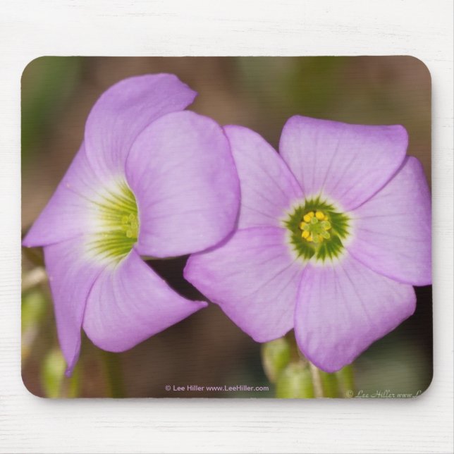 Wildblumen - Pink Oxalis Mouse Pad Mousepad (Vorne)