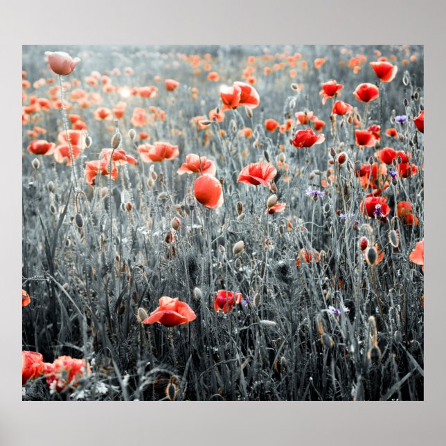 Wildblumen Poster (Vorne)