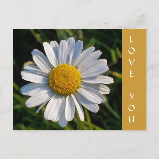 WILDBLUMEN POSTKARTE (Vorderseite)