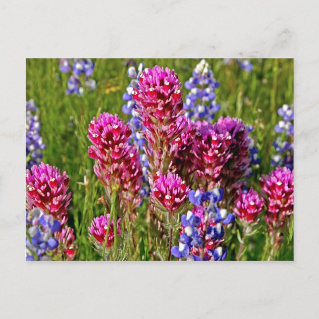 Wildblumen Postkarte (Vorderseite)