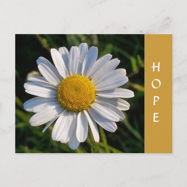 WILDBLUMEN POSTKARTE (Vorderseite)