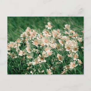 Wildblumen Postkarte