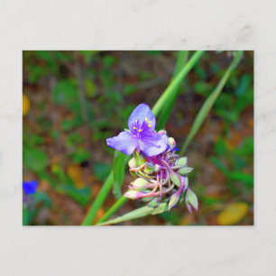 Wildblumen Postkarte