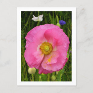 Wildblumen Postkarte
