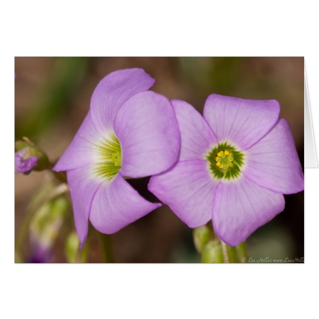 Wildblumen - rosa Oxalis-Karten (Vorderseite (Horizontal))
