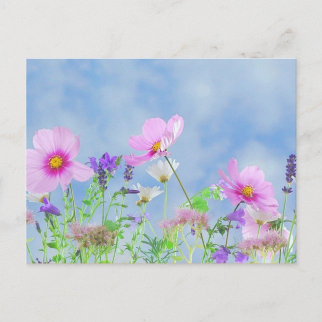 Wildblumen, Schönheit der Natur Postkarte (Vorderseite)
