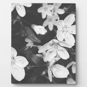 Wildblumen Schwarz/Weiß Fotoplatte