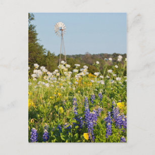 Wildblumen und Windmühle im Land Texas Hill Postkarte