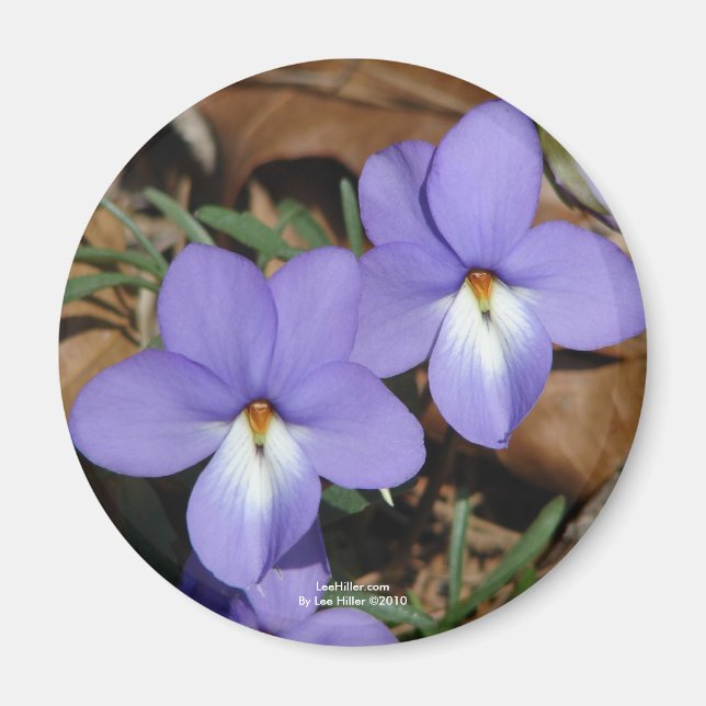 Wildblumen Vögel-Foot Violet III Geschenke und Bek Magnet (Vorne)