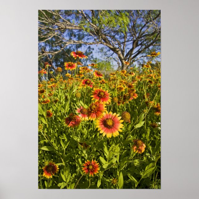 Wildblumen von Firewheels Gaillardia pulchella Poster (Vorne)