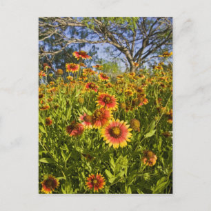 Wildblumen von Firewheels Gaillardia pulchella Postkarte