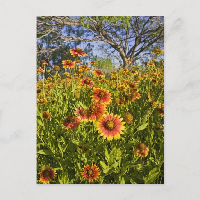 Wildblumen von Firewheels Gaillardia pulchella Postkarte (Vorderseite)