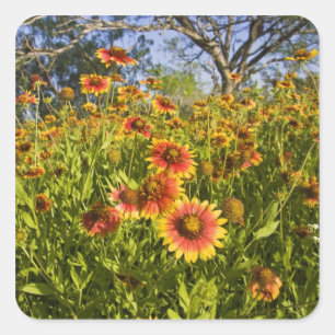 Wildblumen von Firewheels Gaillardia pulchella Quadratischer Aufkleber