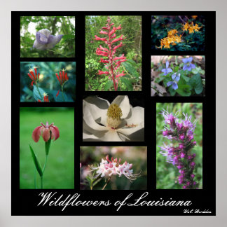 Wildblumen von Louisiana Poster