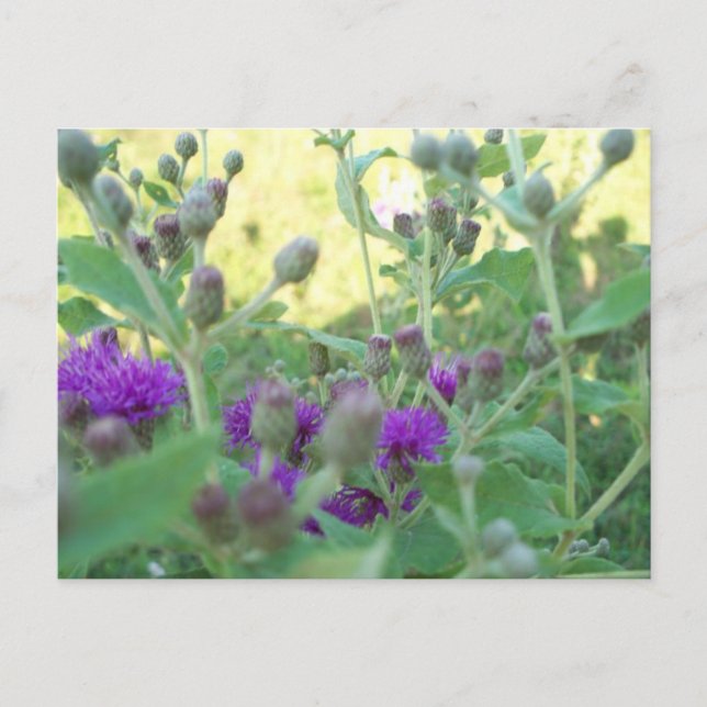 Wildblumen von Oklahoma Postkarte (Vorderseite)