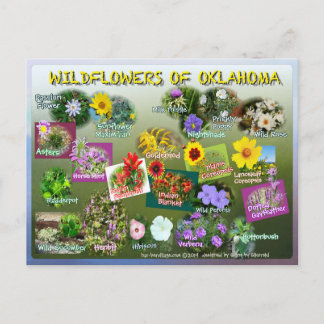 Wildblumen von Oklahoma Postkarte 19 r