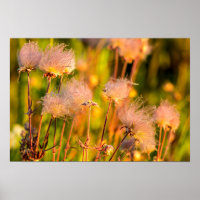Wildblumen von Prairie Smoke in Aspen Grove