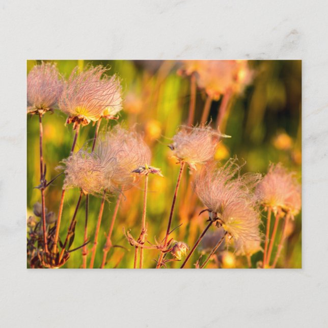 Wildblumen von Prairie Smoke in Aspen Grove Postkarte (Vorderseite)