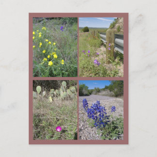 Wildblumen von Texas Postkarte