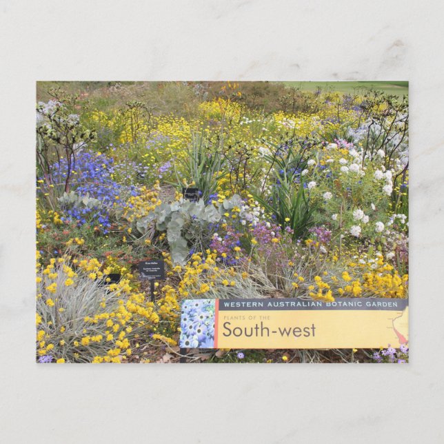Wildblumen Western Australien Postkarte (Vorderseite)