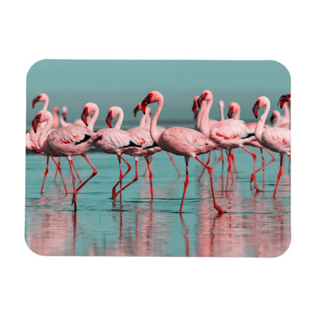 Wilde afrikanische Flamingos Magnet (Horizontal)