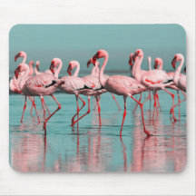 Wilde afrikanische Flamingos