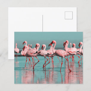 Wilde afrikanische Flamingos Postkarte