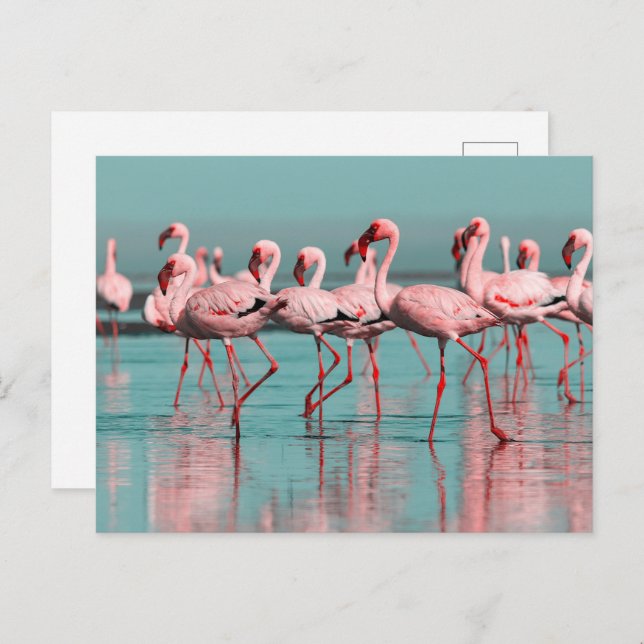 Wilde afrikanische Flamingos Postkarte (Vorne/Hinten)
