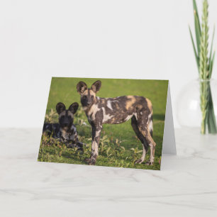 Wilde afrikanische Hunde in Tansania Karte