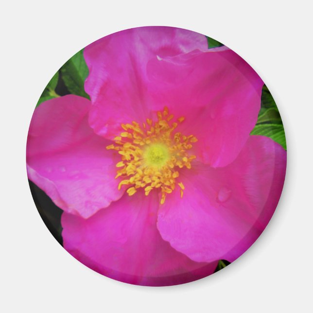 Wilde Alberta-Rose Kanada Helles Rosa Blüte Magnet (Vorne)