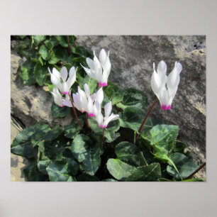 Wilde Alpenveilchen Poster