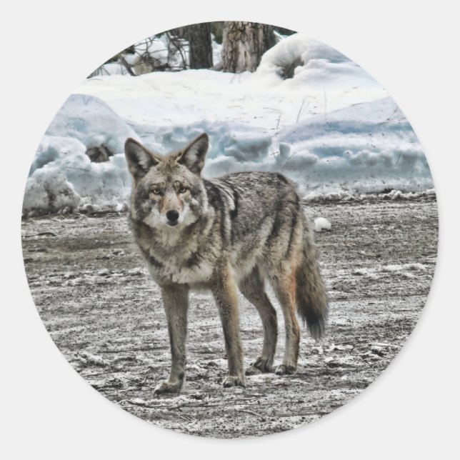 Wilde Aufkleber (Vorderseite)