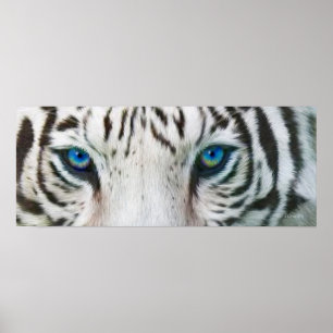 Wilde Augen - weißes Tiger-Kunst-Plakat oder Druck Poster