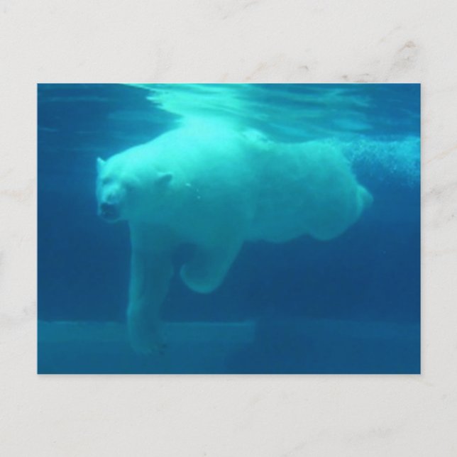 Wilde Bären Postkarte (Vorderseite)