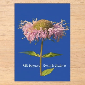 Wilde Bergamotte (Monarda fistulosa) Acryleinladungen
