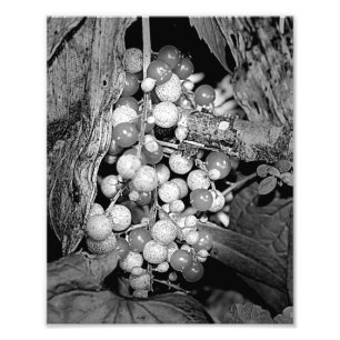 Wilde Berries in Schwarz und Weiß 8x10 Fotodruck