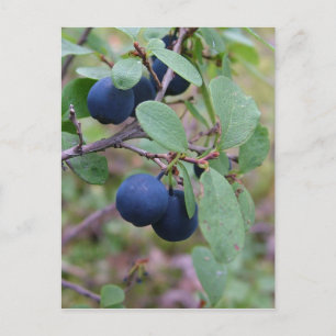 Wilde Berries Postkarte, anpassen Postkarte