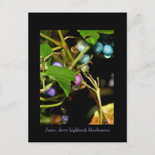 Wilde Blaubeeren Postkarte