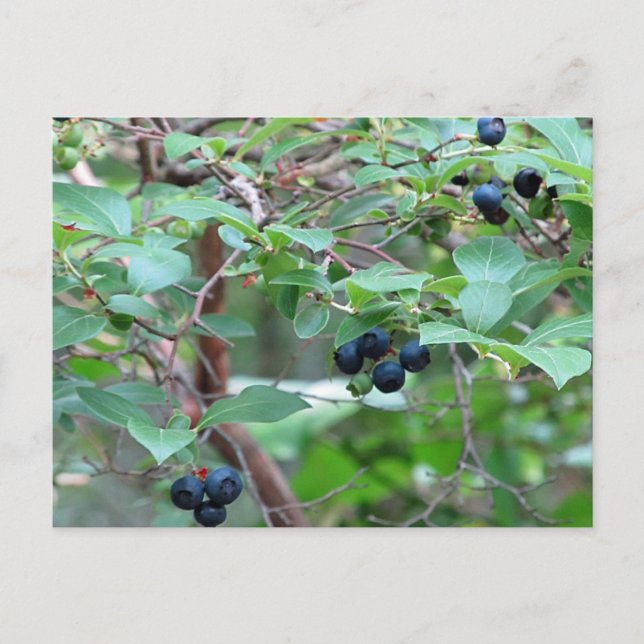 Wilde Blaubeeren Postkarte (Vorderseite)