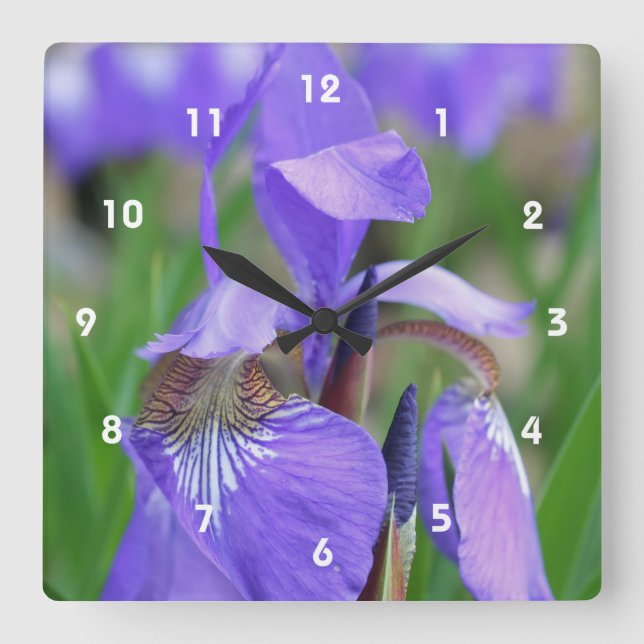 Wilde blaue Flaggen-Iris-Blume Quadratische Wanduhr (Vorderseite)