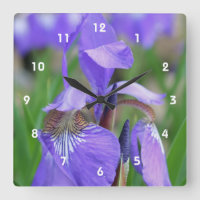 Wilde blaue Flaggen-Iris-Blume