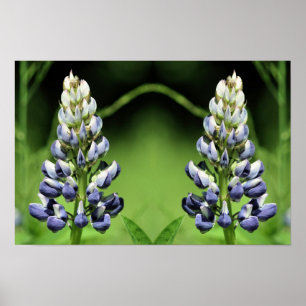 Wilde Blaue Lupinenblüten Spiegel Natur Kunst Poster