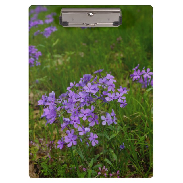Wilde Blaue Phlox Klemmbrett (Vorderseite)